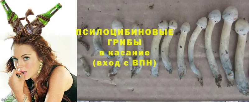 Галлюциногенные грибы Psilocybe  Мышкин 